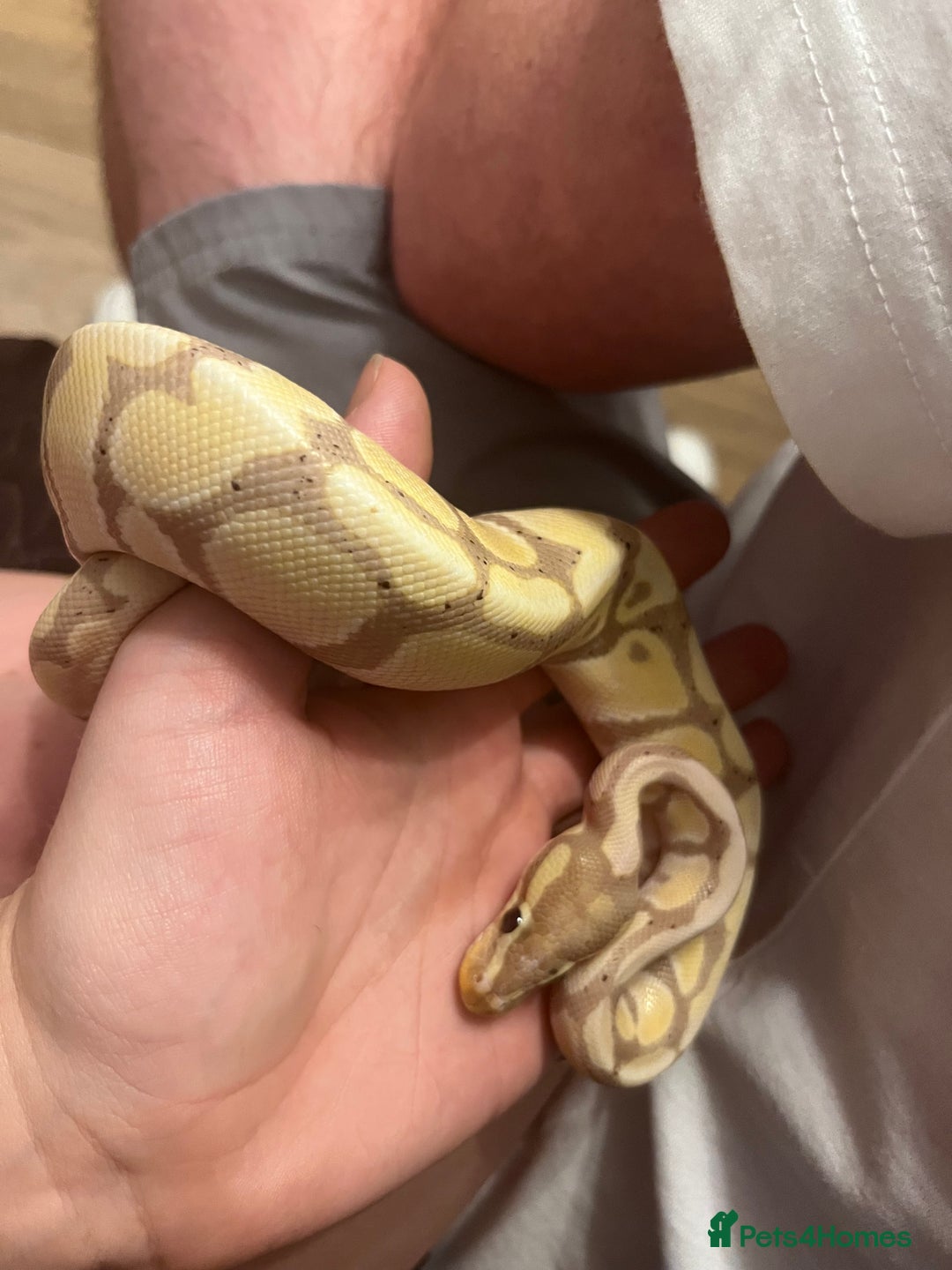 Python Snake reptiles for sale: Ball python with set up  - Image 4