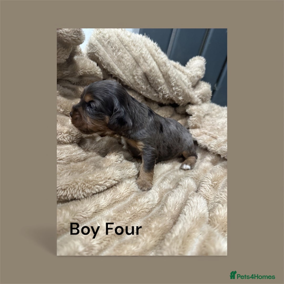 Cavapoo dogs for sale: ** RARE CAVAPOO PUPPIES DNA 🧬 CLEAR ** - Advert 8