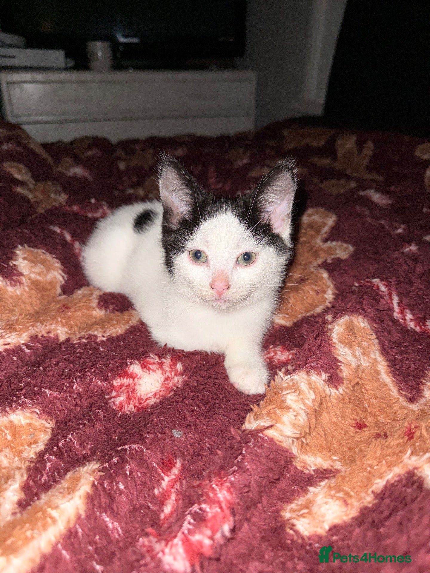 Mixed Breed cats for sale: Mix breed kittens - Advert 12