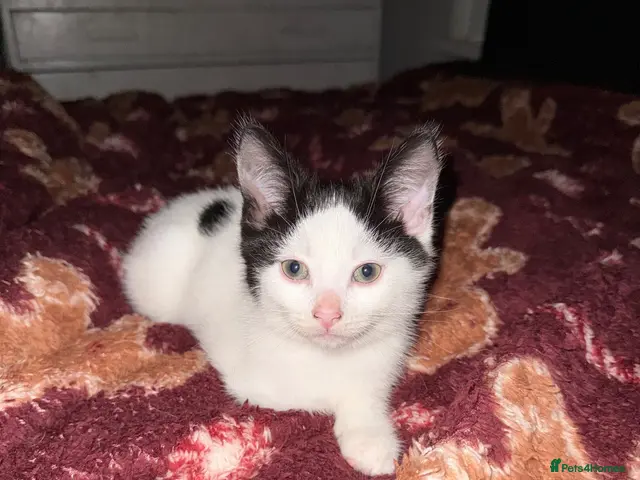Mixed Breed cats for sale: Mix breed kittens - Advert 12
