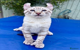 Keetso cats for sale: The best Keetso boy ever  - Image 9