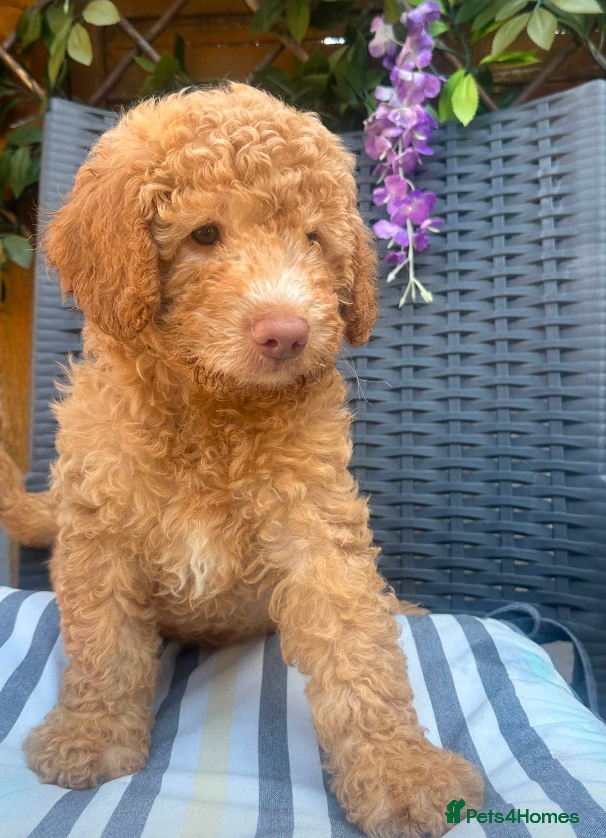 Australian Labradoodle dogs *3 boys ready now 🏡* Australian labradoddles - Advert 1