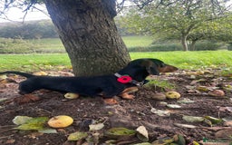 Miniature Dachshund dogs for stud: Black and Tan Dachshund for Stud  - Image 6