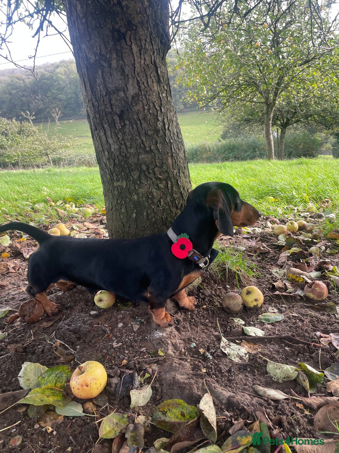 Miniature Dachshund dogs for stud: Black and Tan Dachshund for Stud  - Image 6