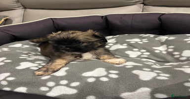 Lhasa Apso dogs Pedigree full bred Lhasa apso puppies - Advert 7