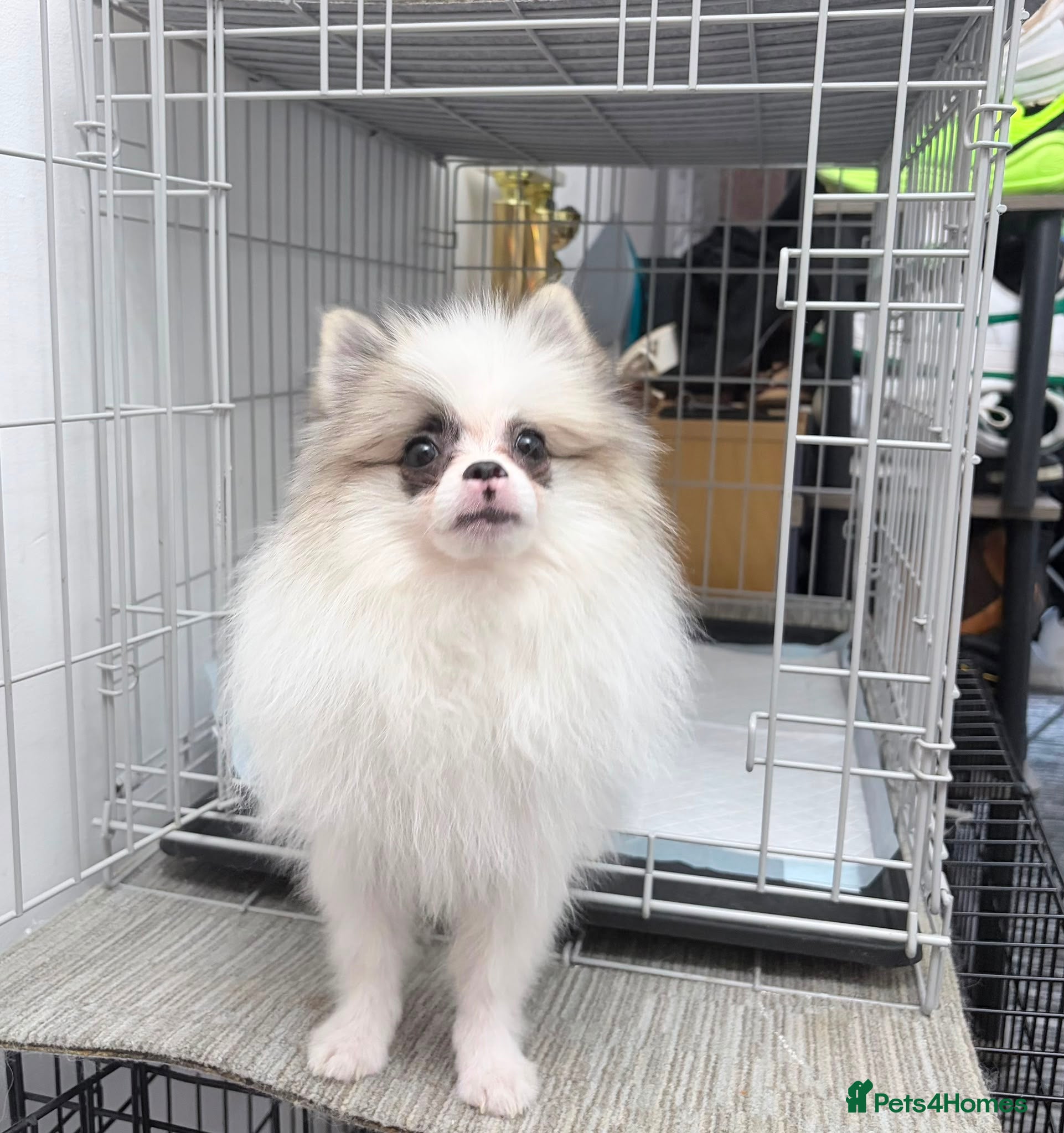 Pomeranian dogs Pomeranian Boy left Price Reduce! - Advert 2