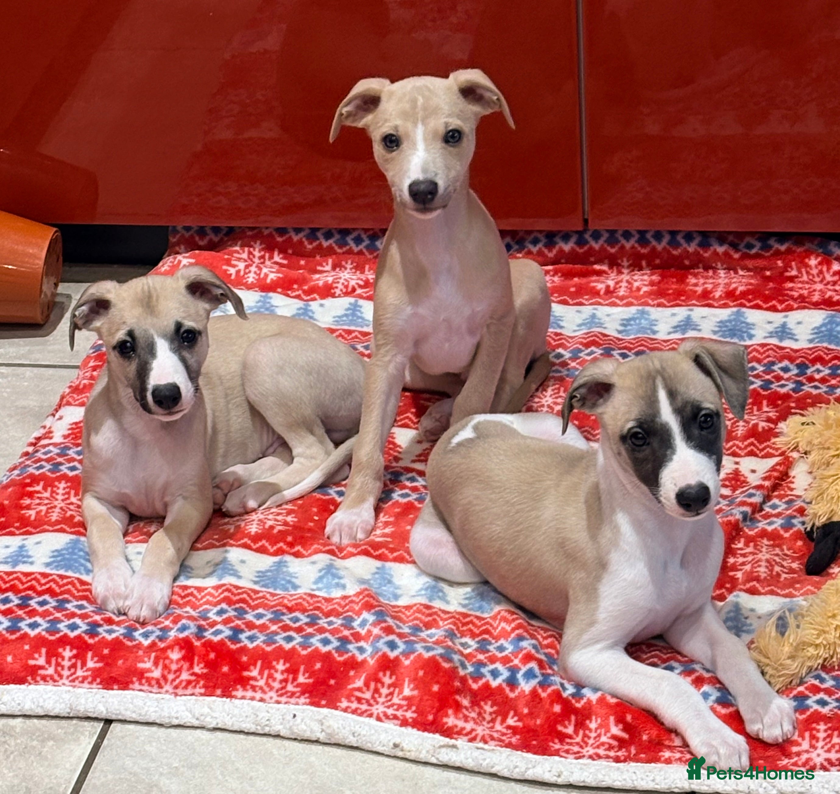 Whippet dogs Whippet puppies - Advert 8