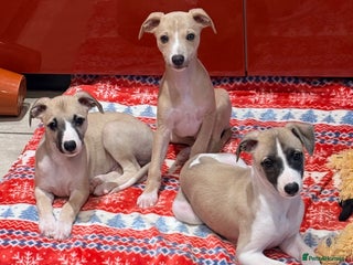 Whippet dogs Whippet puppies - Advert 8