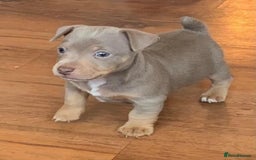 Jack Russell dogs for stud: Top quality small  lilac jack Russell FOR STUD  - Image 3