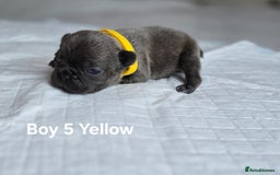 French Bulldog dogs for sale: French bulldog puppy  - Image 5