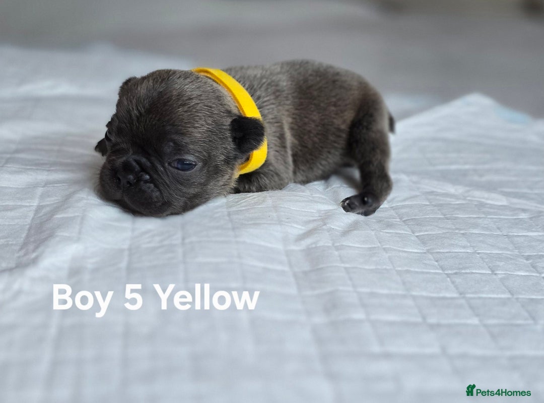 French Bulldog dogs for sale: French bulldog puppy  - Image 5