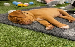 Dogue De Bordeaux dogs for sale: Top Quality DoguedeBordeaux -Last Boy Remaining!  in Hornchurch - Image 11