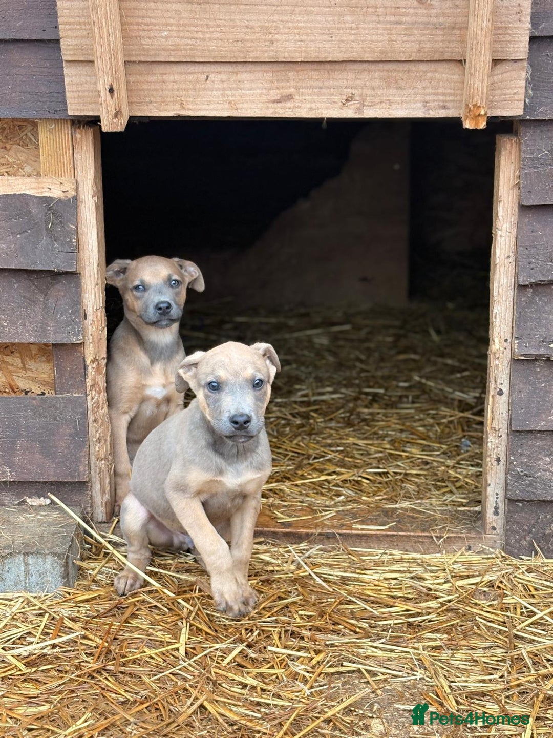 Mixed Breed dogs for sale: Puppies  - Image 8