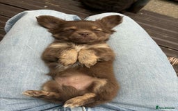 Chihuahua dogs for sale: Beautiful long hair Chihuahua girl for sale - Image 1