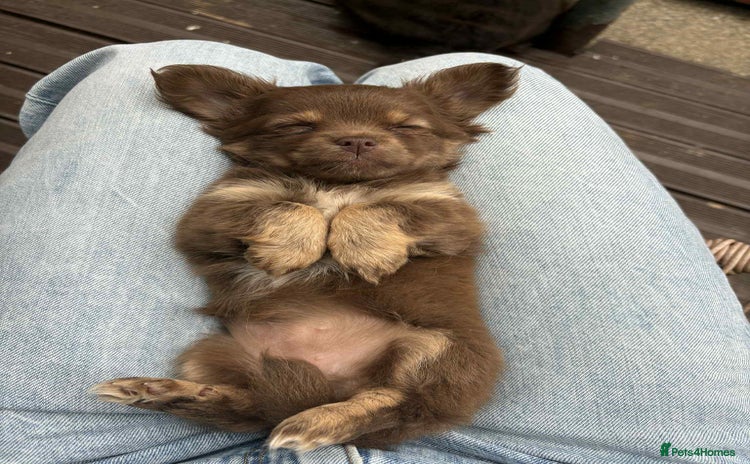 Chihuahua dogs for sale - Advert 1