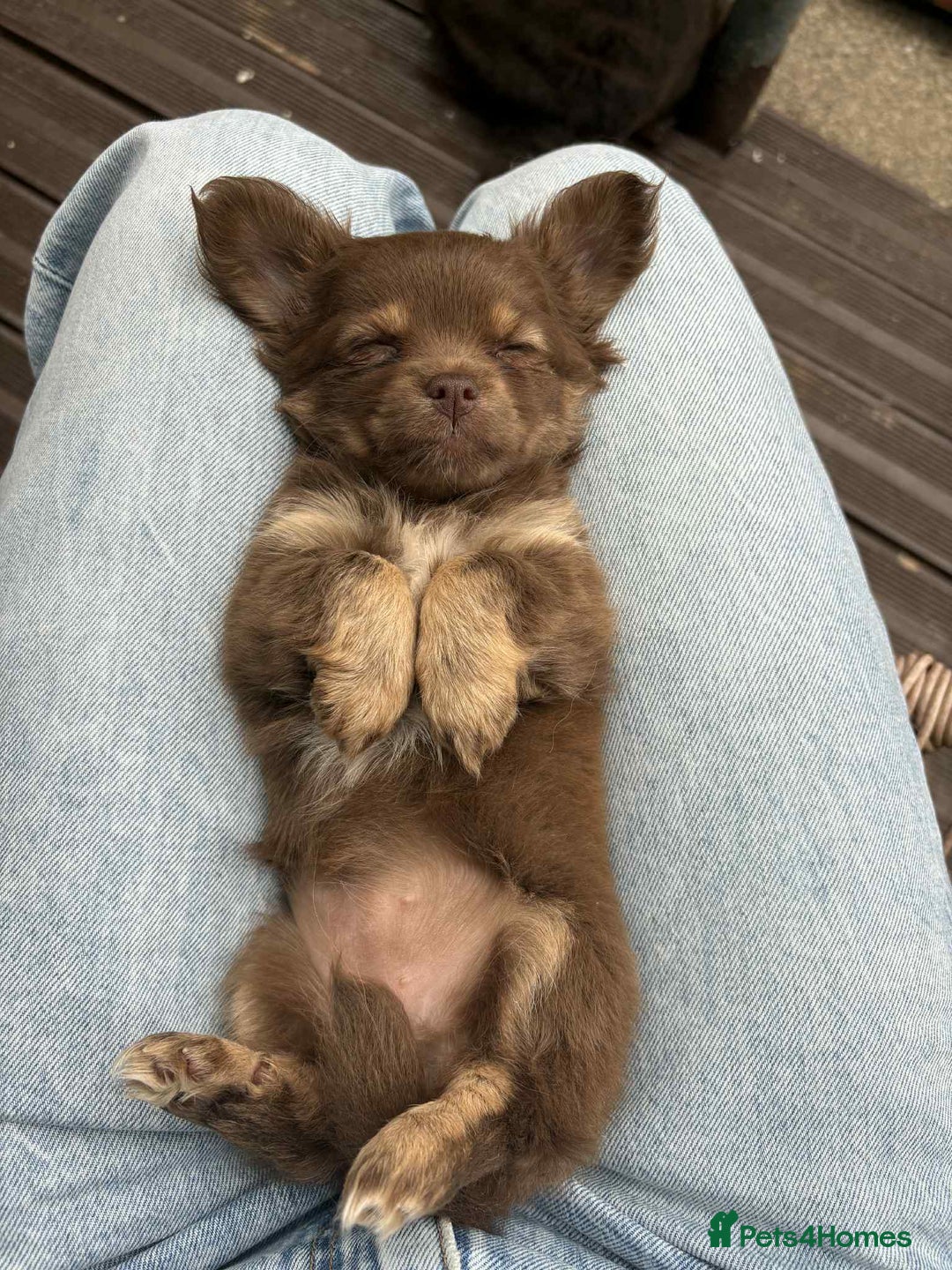 Chihuahua dogs for sale: Beautiful long hair Chihuahua girl for sale - Image 1