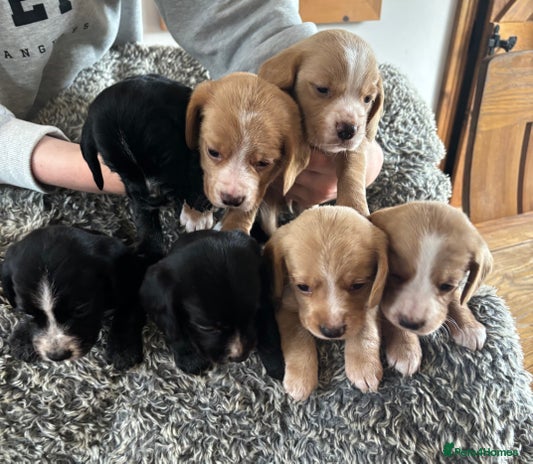 Bocker Bocker puppies for sale | Pets4Homes