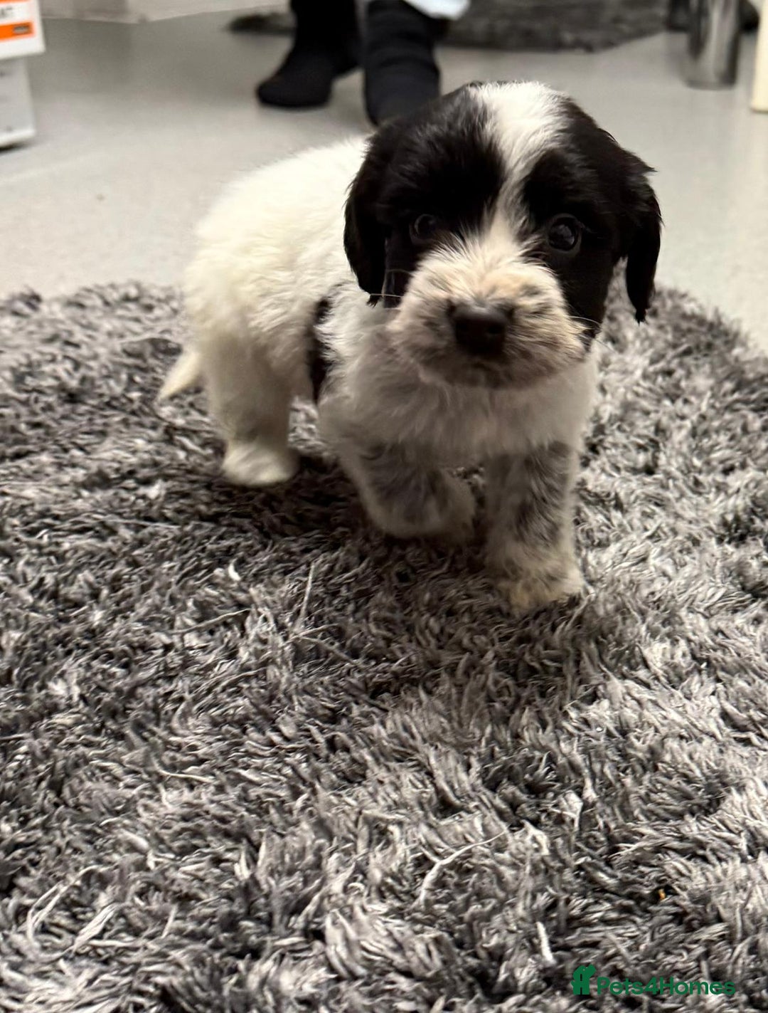 Mixed Breed dogs for sale: Gorgeous Springerjack Puppies  - Advert 7