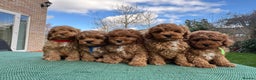 Cavapoo dogs for stud:  Fully healthy tested Proven F1 Cavapoo Stud Dog in Droitwich - Advert 10