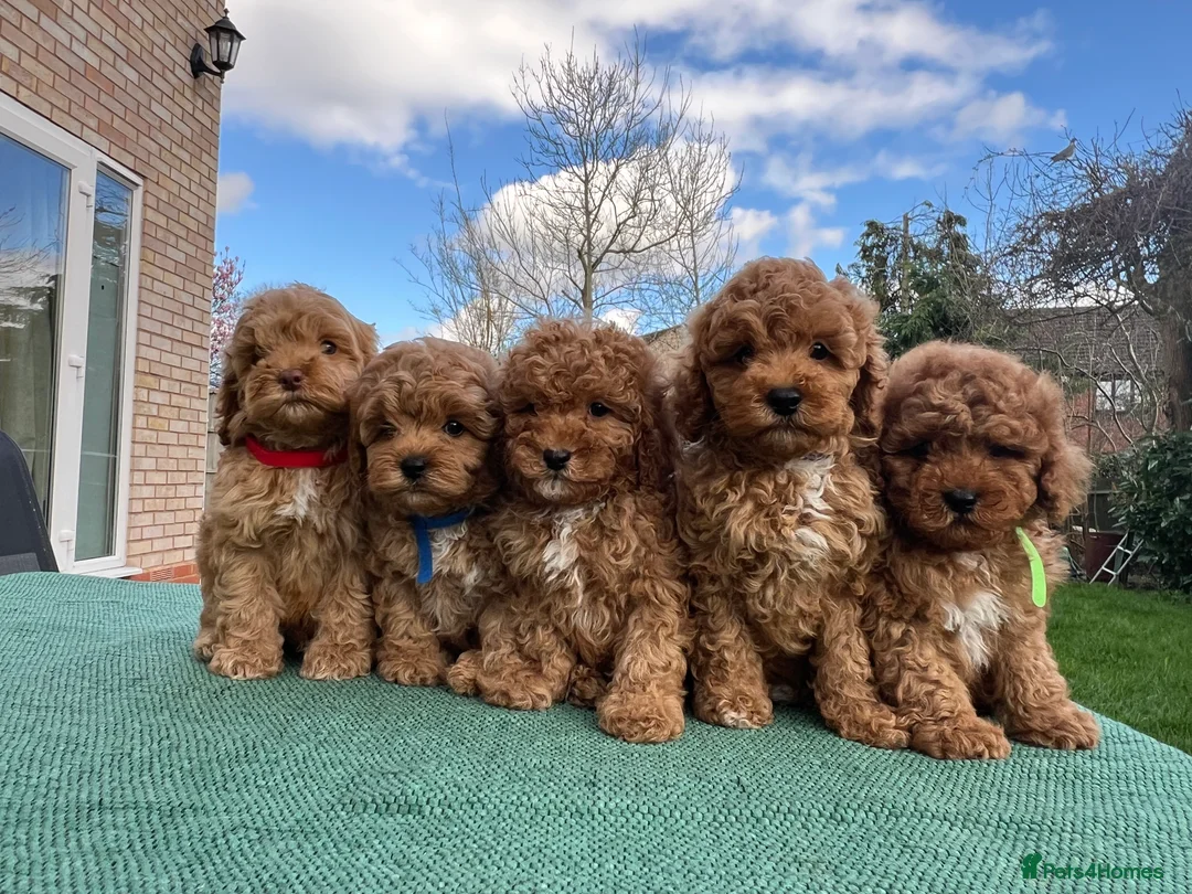 Cavapoo dogs for stud:  Fully healthy tested Proven F1 Cavapoo Stud Dog in Droitwich - Advert 10
