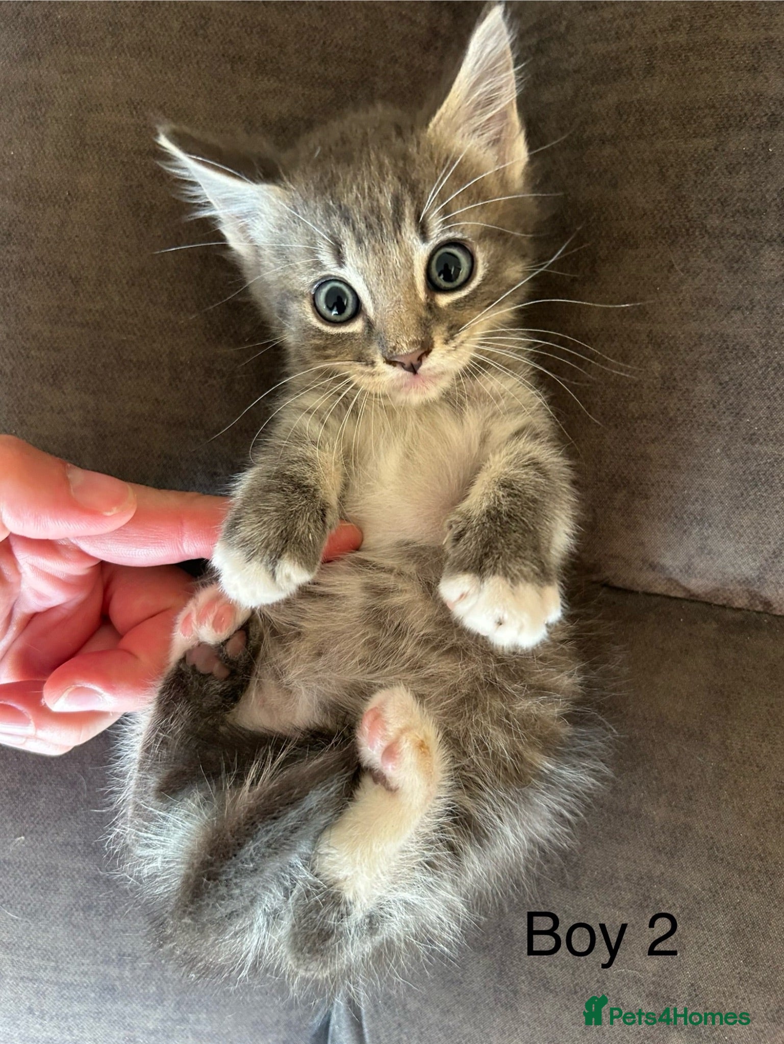 Mixed Breed cats Stunning kittens available ready now  - Advert 1