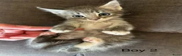 Mixed Breed cats for sale: Stunning kittens available ready now  - Advert 1