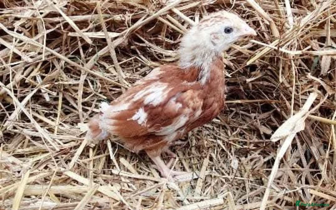 Chickens poultry for sale: Female chicks for sale - Advert 3