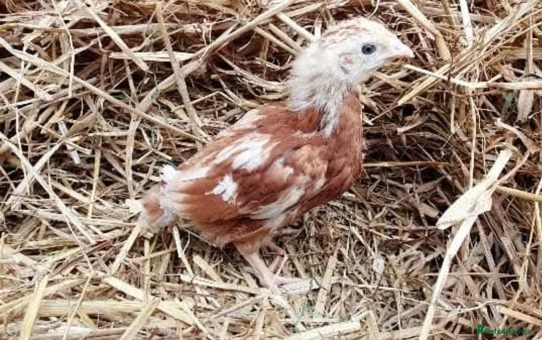 Chickens poultry for sale: Female chicks for sale - Advert 1