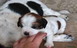Mixed Breed dogs for sale: Gorgeous Male Cocker Bassett x Shichon Puppy  - Advert 4