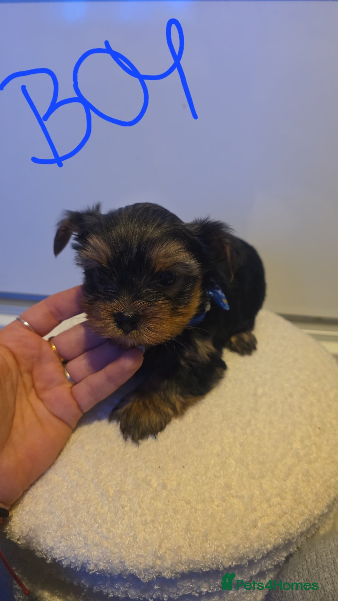 Yorkshire Terrier dogs for sale: Adorable mini yorkies🥰 - Advert 4