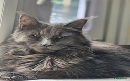 Maine Coon cats for sale: Russian maincoon  - Image 1