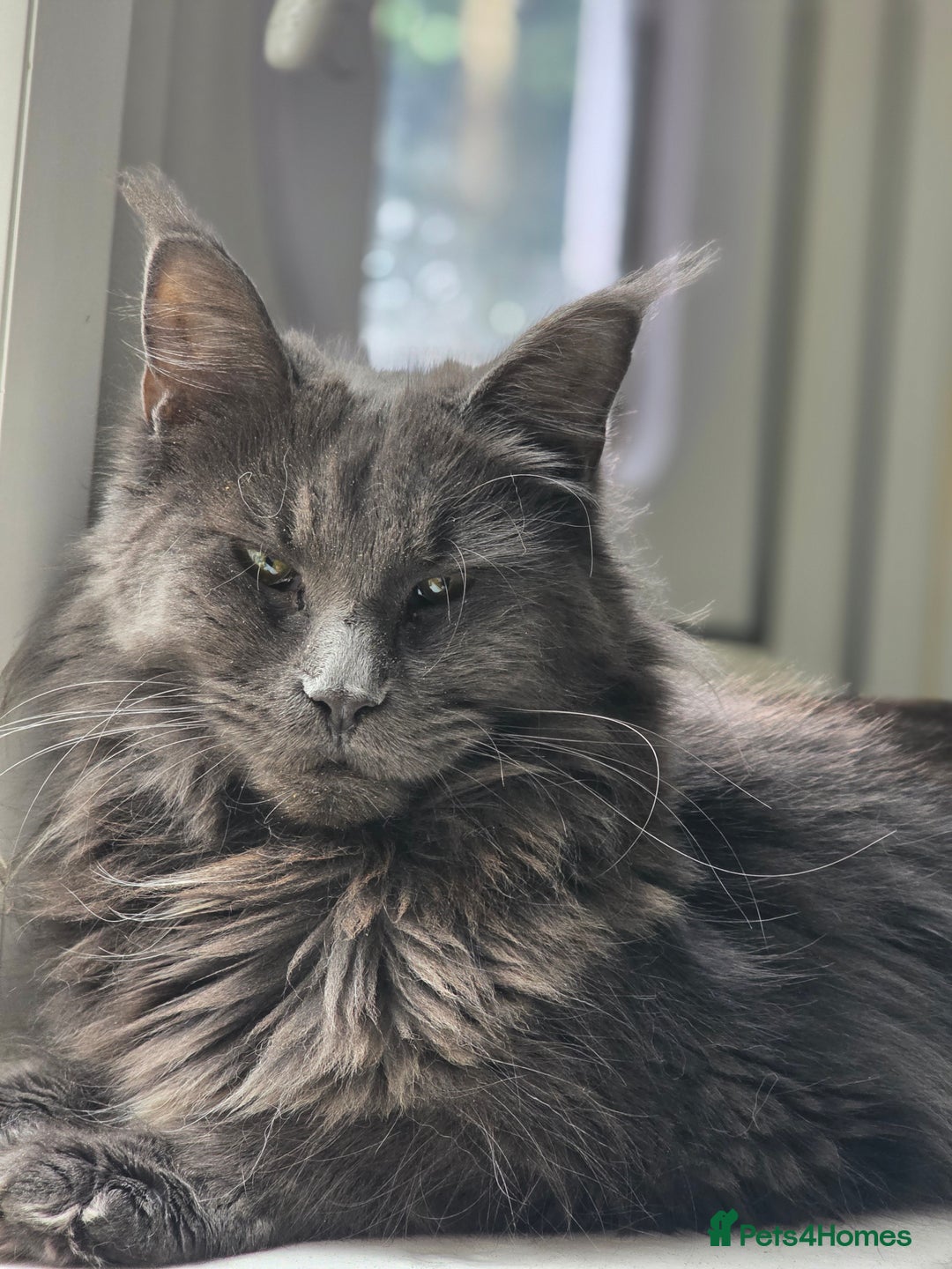 Maine Coon cats for sale: Russian maincoon  - Image 1