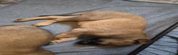 Belgian Shepherd Dog dogs for sale: Looking for loving homes 🏡💕 - Advert 9