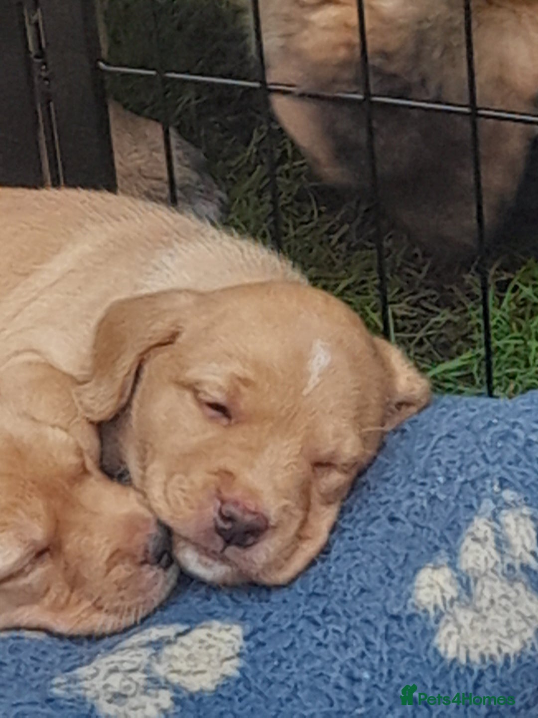 Labrador Retriever dogs for sale: KC Registered Labrador Puppies for sale  - Image 10