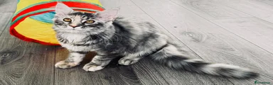Maine Coon glue tortoise girl 