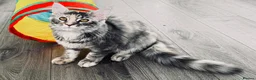 Maine Coon cats for sale: Main Coon 🐈 kittens already now  - Advert 13