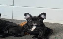 French Bulldog dogs for sale: French Bulldog Puppies 3 Months Old Girl and Boy  - Image 11