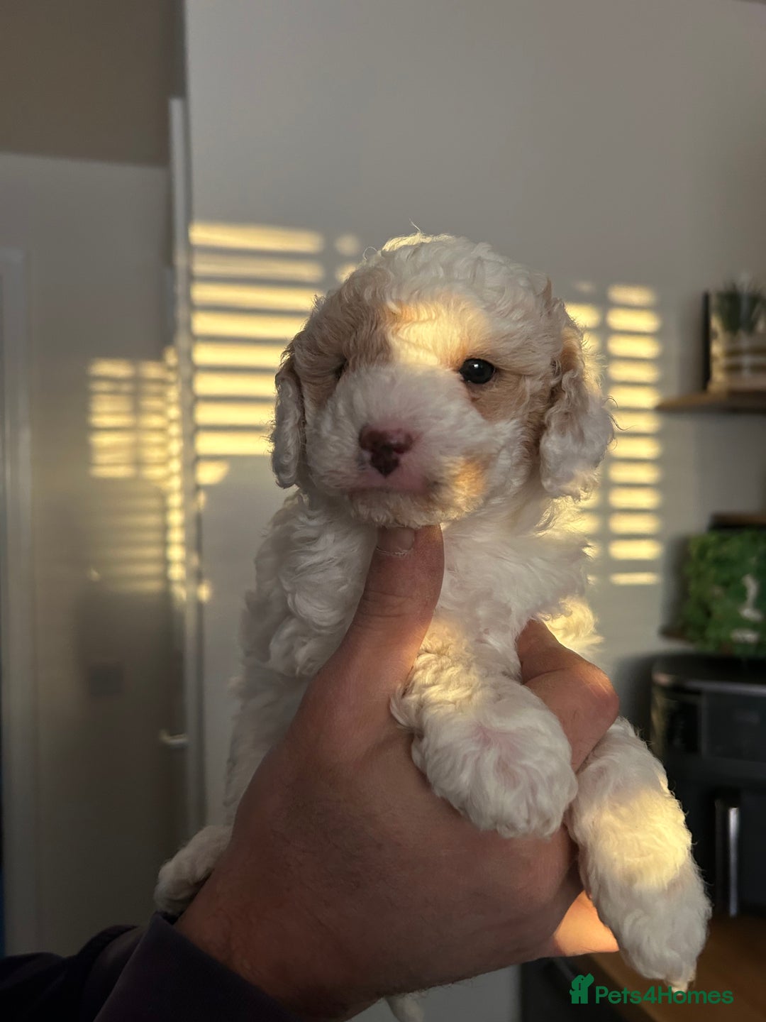 Toy Poodle dogs for sale: Beautiful phanotom toy poodle boys  - Advert 4