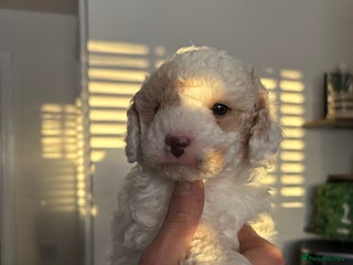 Toy Poodle dogs Beautiful phanotom toy poodle boys - Advert 2