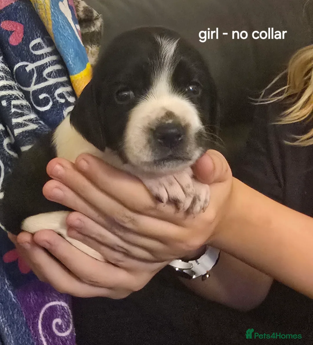 Sprocker dogs for sale: Sprocker spaniel pups - Advert 7