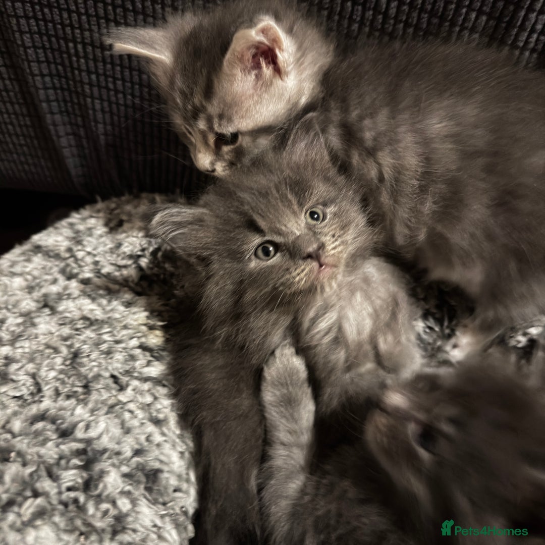 Maine Coon cats for sale: Stunning blue smoke female - GCCF Conancoon - Advert 3