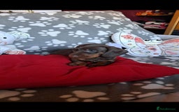 Dachshund dogs for sale: Beautiful Dachshund Puppies - Advert 15