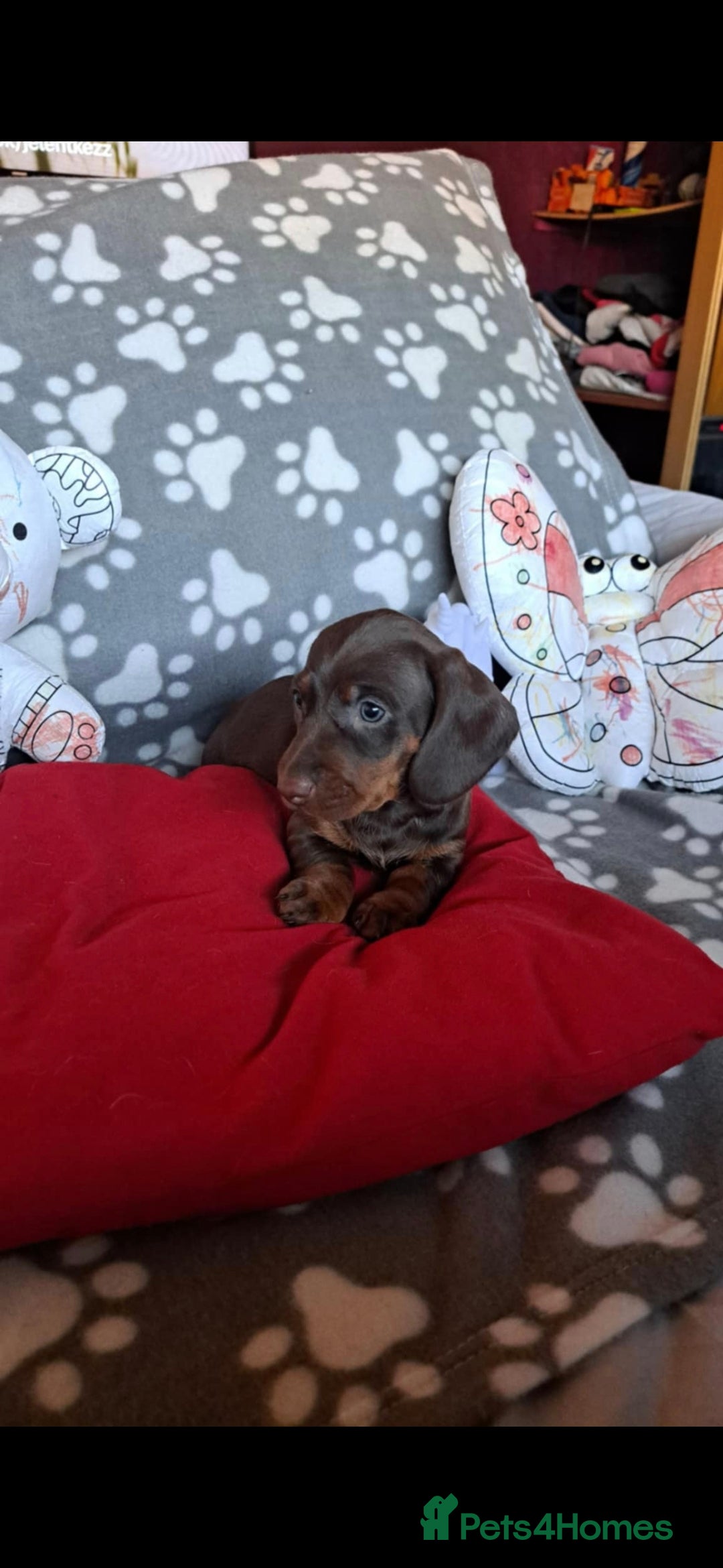 Dachshund dogs for sale: Beautiful Dachshund Puppies - Advert 15