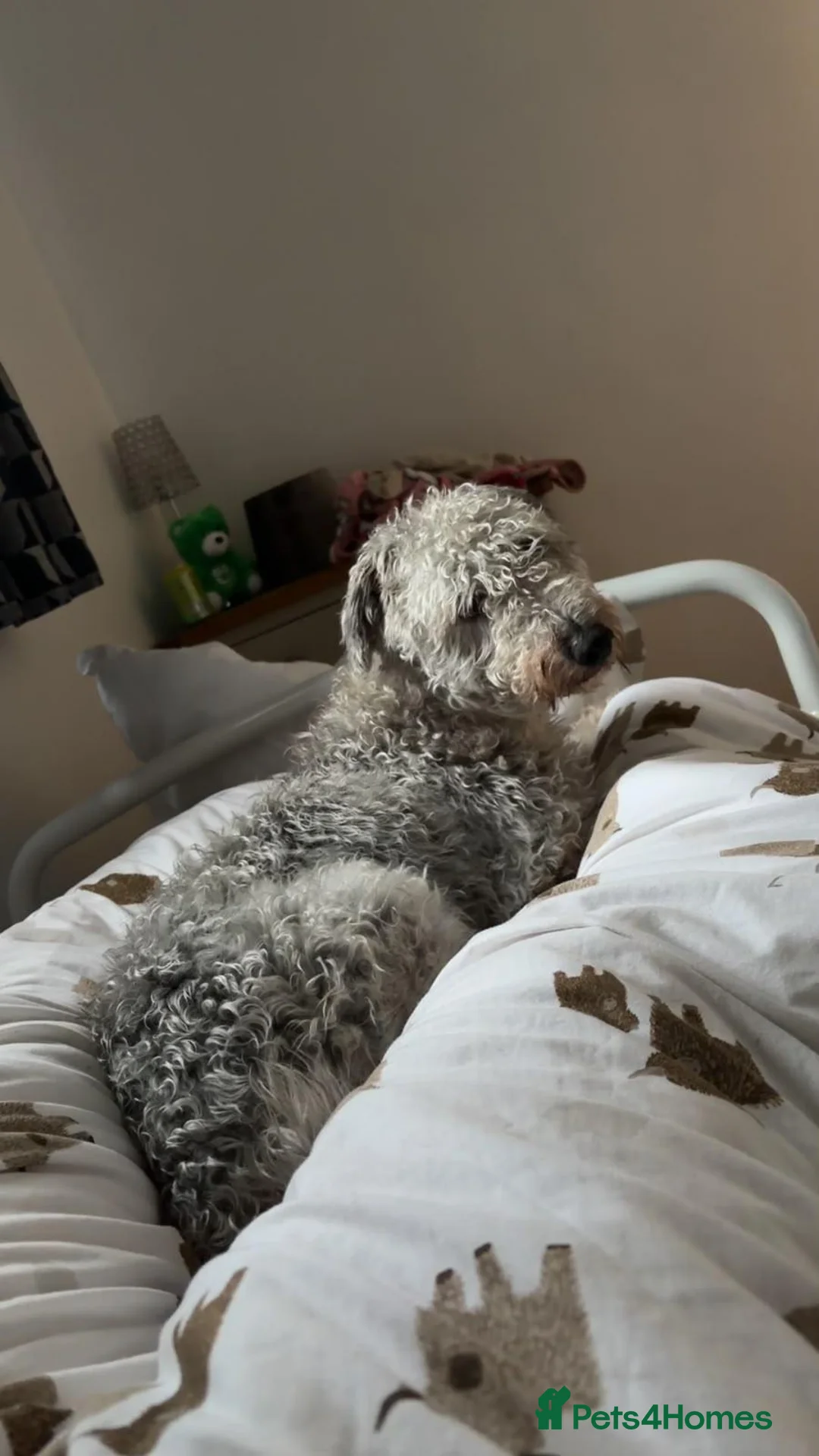 Mixed Breed dogs for adoption: Older Girl For Adoption - Advert 4