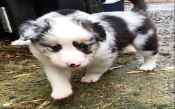 Border Collie dogs for sale: Litter 2 Blue Merles 1 Black and White collie pups - Image 4