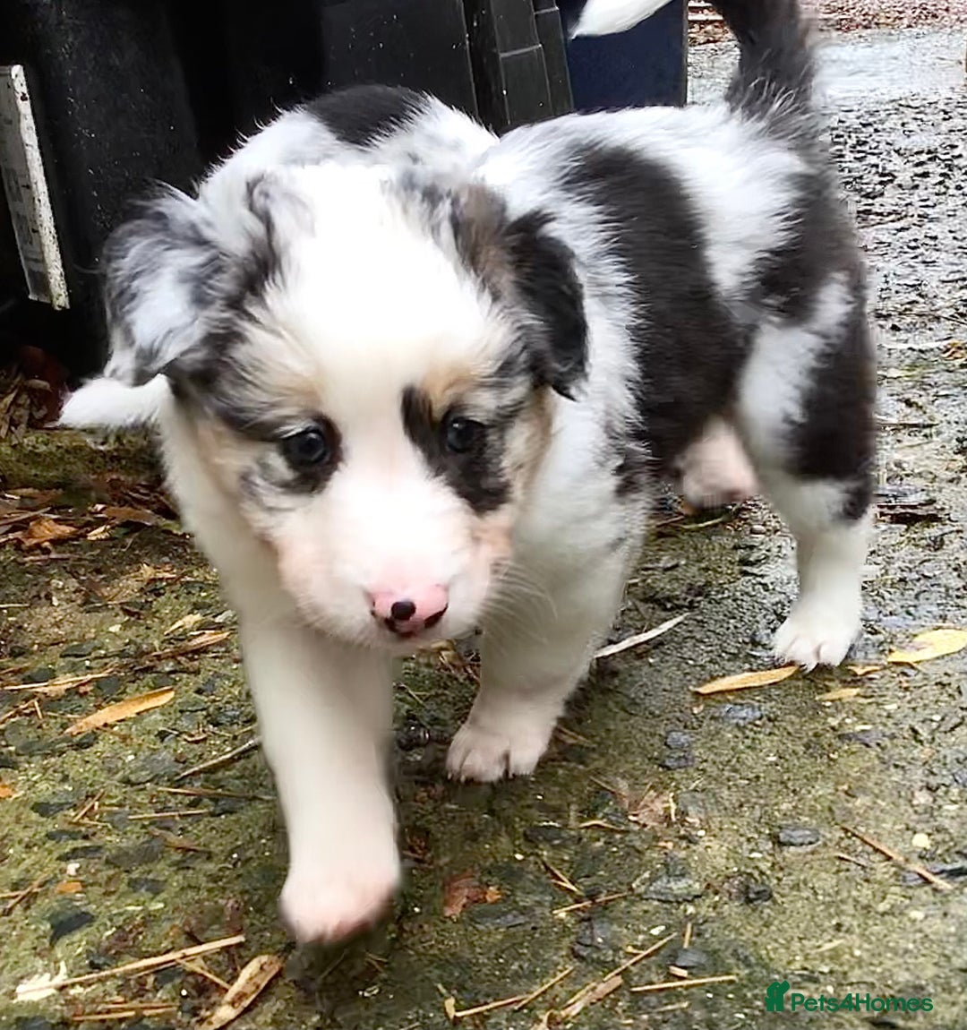 Border Collie dogs for sale: Litter 2 Blue Merles 1 Black and White collie pups - Image 4
