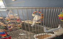 Budgerigars birds for sale: Wonderful white budgie with cage  - Image 2