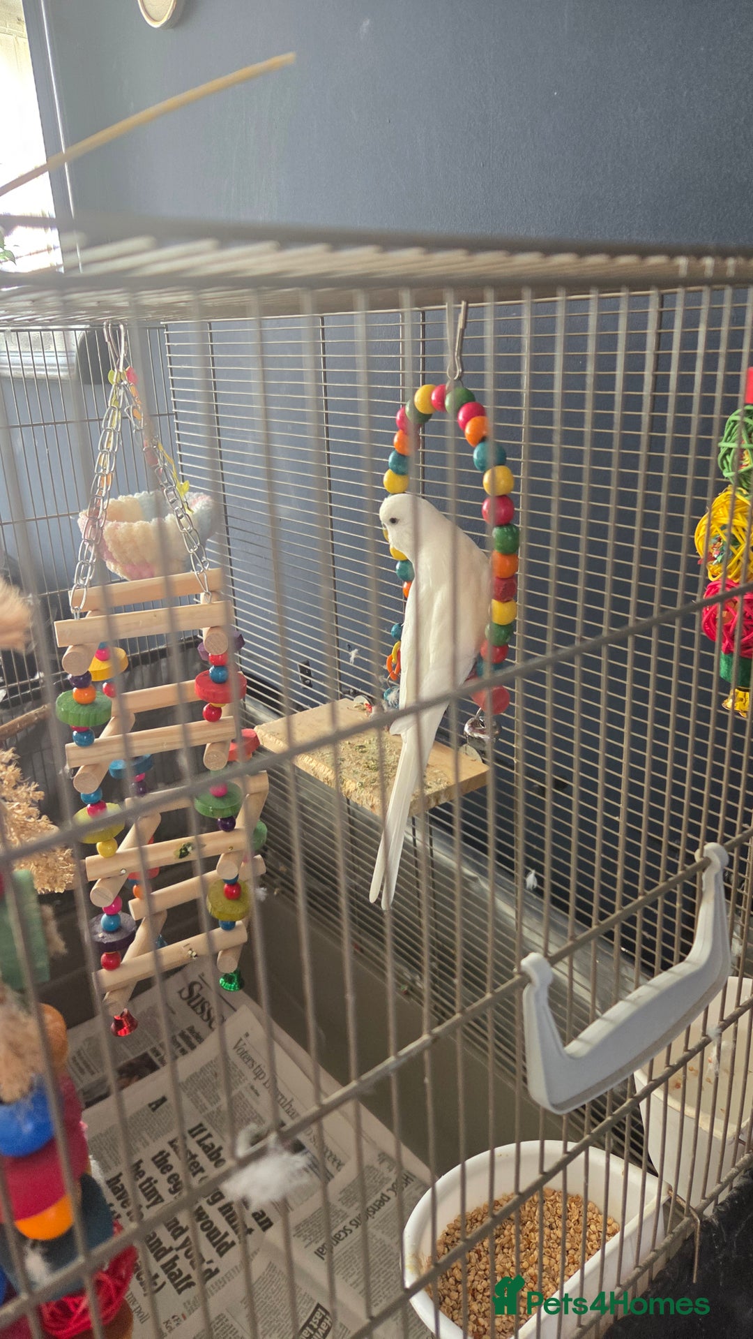 Budgerigars birds for sale: Wonderful white budgie with cage  - Image 2