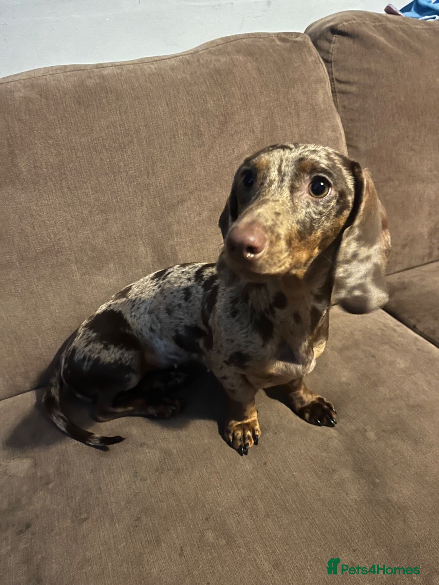 Miniature Dachshund dogs Miniature dapple dachshund female 12 months old  - Advert 4