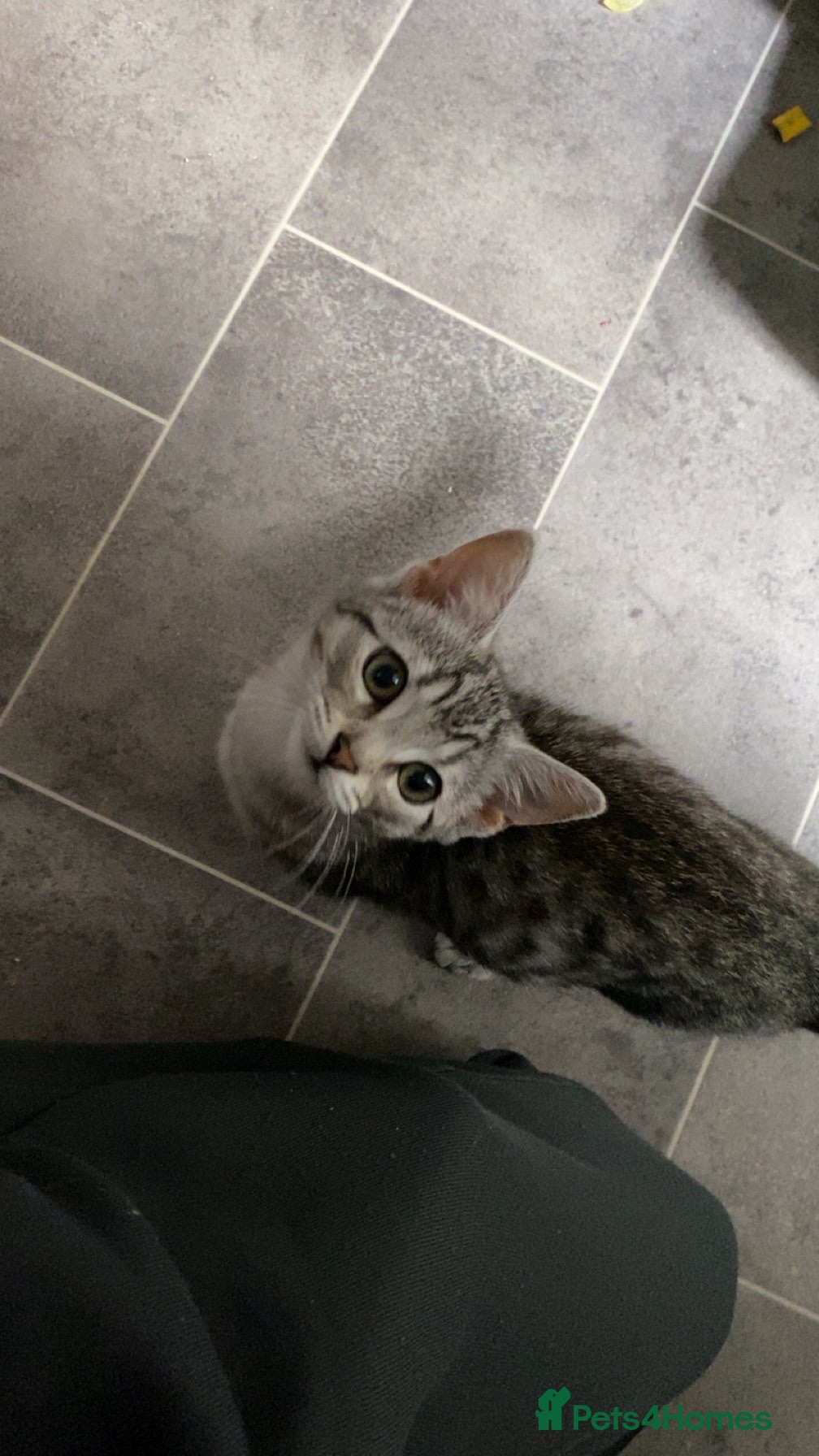 Mixed Breed cats Female kitten for sale - Advert 1